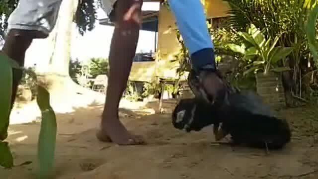 欧美残忍鞭打视频,人性边缘的黑暗面揭露