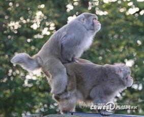 欧美同性与动物交配视频,揭秘欧美同性与动物交配视频的黑暗面