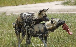 欧美同性与动物交配视频,揭秘欧美同性与动物交配视频的黑暗面
