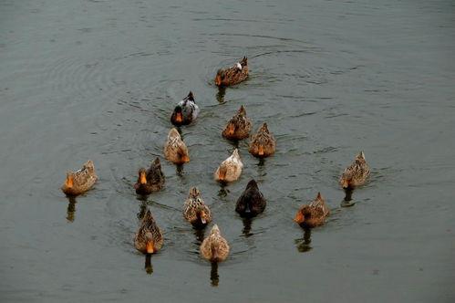 吃瓜鹅的小视频大全集,趣味横生的搞笑瞬间回顾