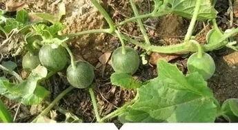 吃瓜鹅的小视频大全集,趣味横生的搞笑瞬间回顾