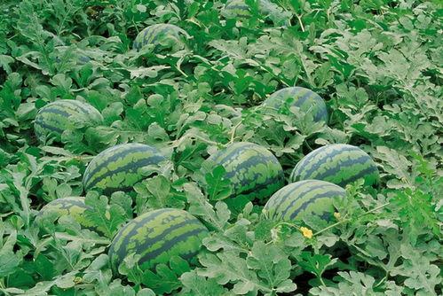 冷门吃瓜新闻视频大全