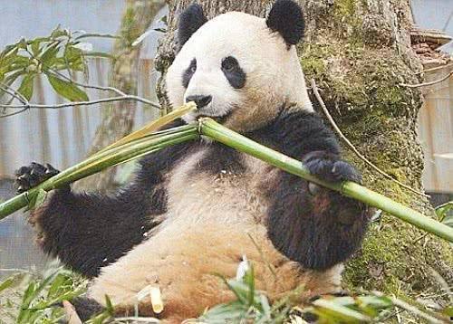 大熊猫爱吃瓜吃竹子视频,大熊猫的“甜蜜”与“绿色”美食之旅
