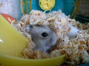 蜜瓜仓鼠可以吃吗视频