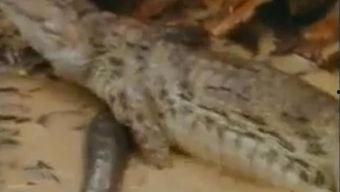 网上比较火的吃瓜视频,一场全民参与的娱乐盛宴