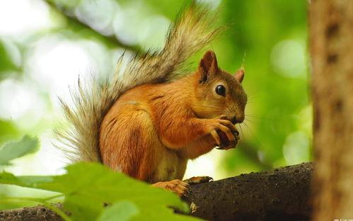 松鼠吃小瓜茎的视频教程,松鼠吃小瓜茎视频教程