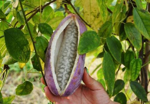 美国人吃八月瓜好吗视频,新奇口感与独特风味