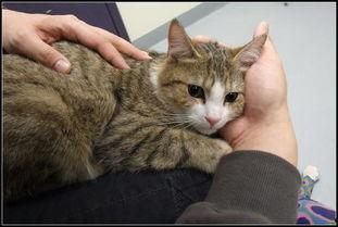 美女吃瓜跟猫说话视频