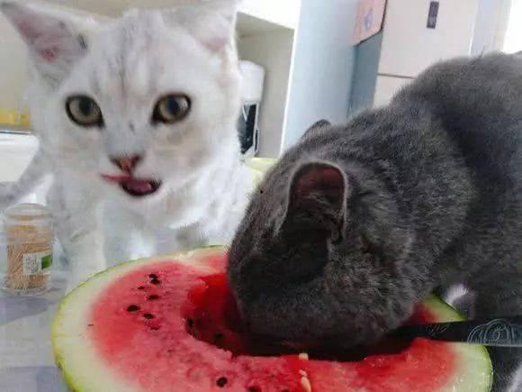 美女吃瓜跟猫说话视频