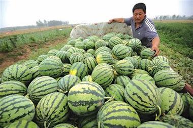 邹城吃瓜三件事视频曝光,视频曝光揭示的社区热点事件